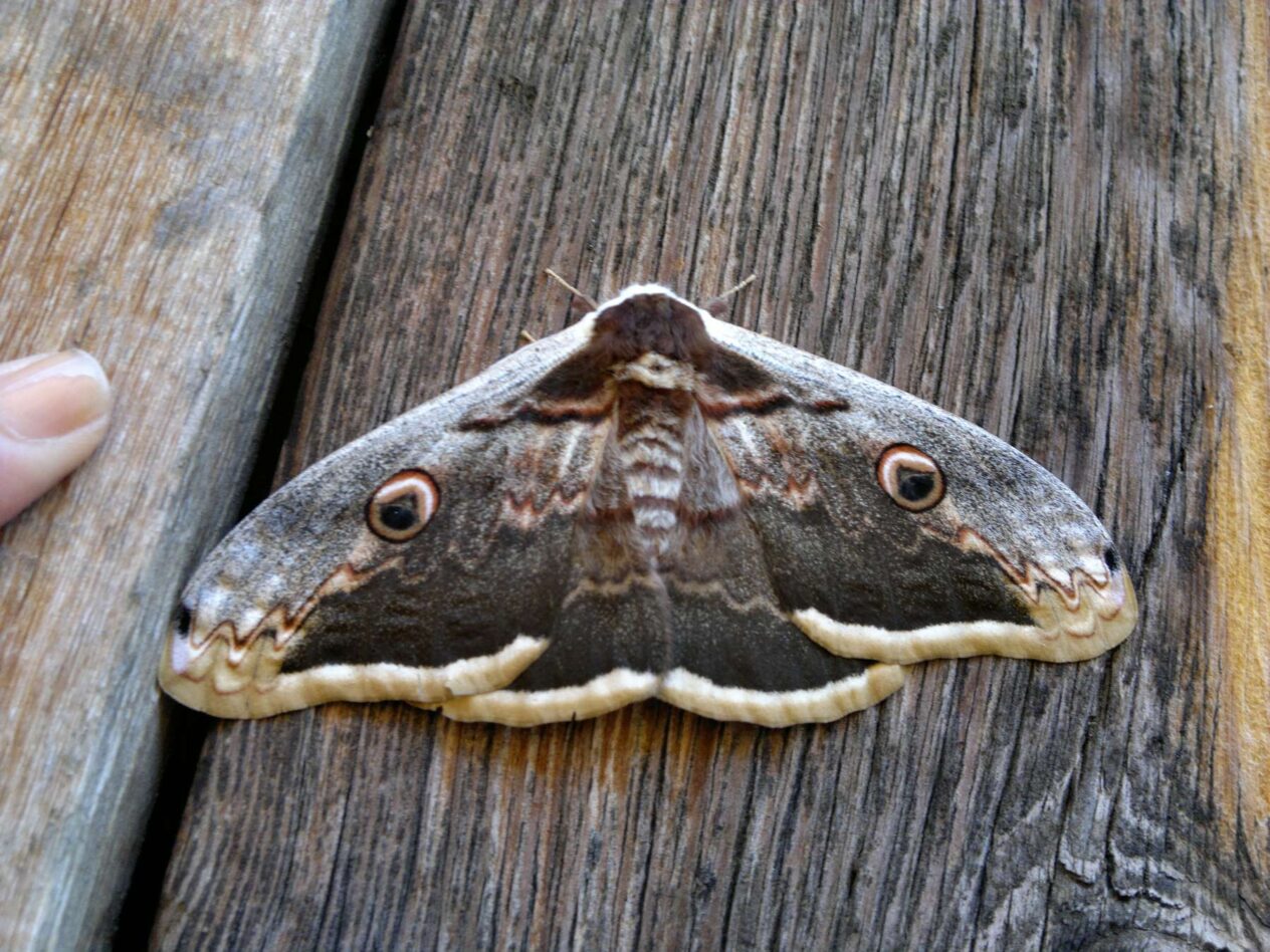 Polilla gigante